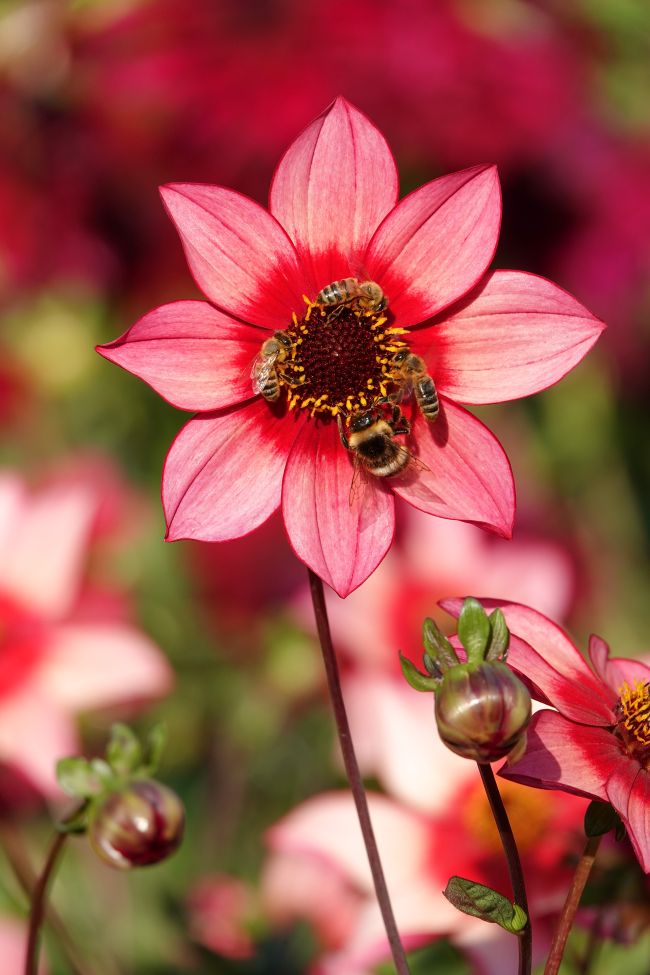 02_Dahlia_Lou-Farman_DSC06476_MAN