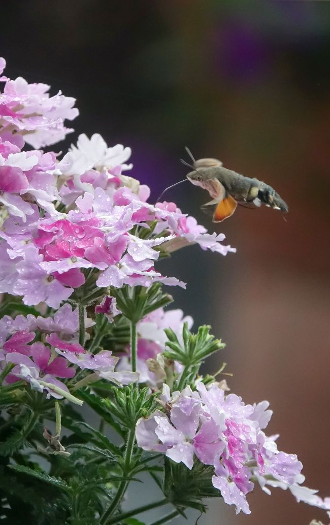 06_Macroglossum-an-Verbene_DSC09013_VEI