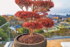 11-Bonsai-Gartenpflege