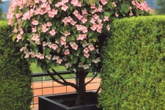 29-N-Cornus-Gartenpflege