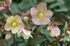 Helleborus_DSC05984 Helleborus_DSC05984