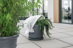 Rosmarinus_004872 Rosmarinus_004872
