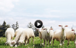 Naturdämmstoff Schaffwolle