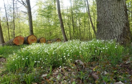 Mit langlebigen Holzprodukten das Ökosystem Wald erhalten