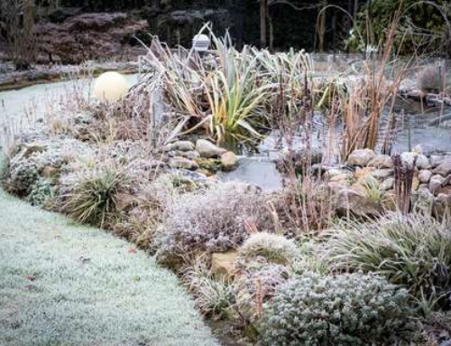 Den Gartenteich winterfest machen