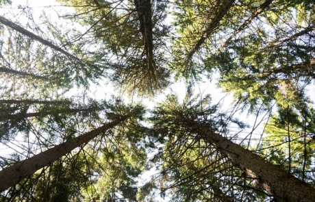 Giardina 2026 Vorschau