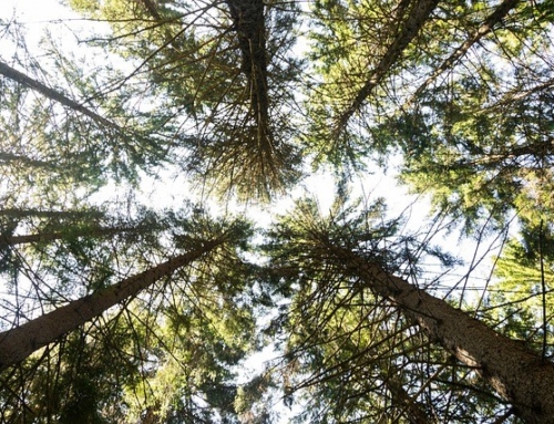 Giardina 2026 Vorschau