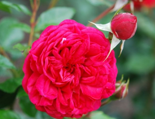 Hallo Garten, was steht an?