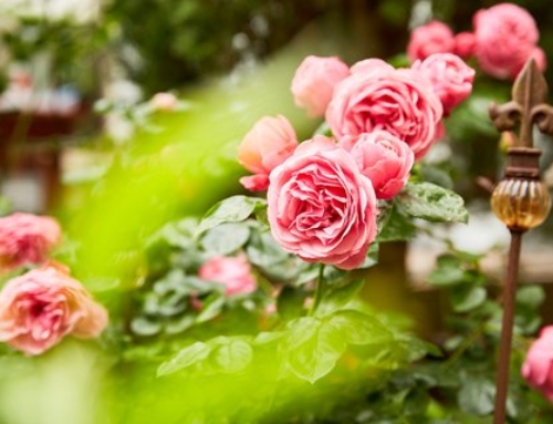 Die Launen der Blumenkönigin bändigen