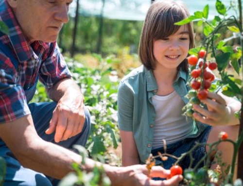 Eine gesunde Ernte zum Vernaschen