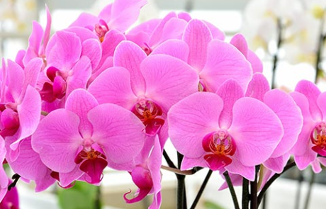 Bezaubernde Orchideen