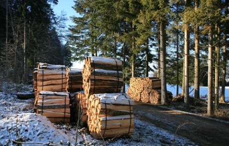 Waldenergieholz